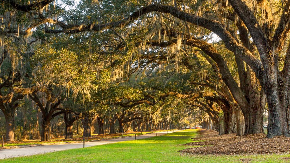 The Avenue of Oaks at Boone Hall Plantation