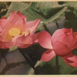 Alternative Image of Two North Vietnamese Propaganda Leaflets for American Soldiers