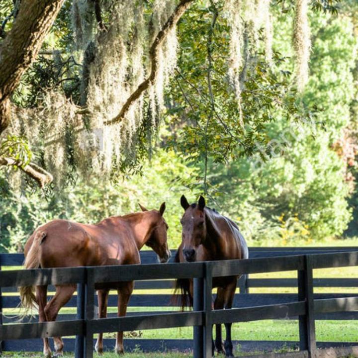 Two horses resting under a tree at Boone Hall Plantation