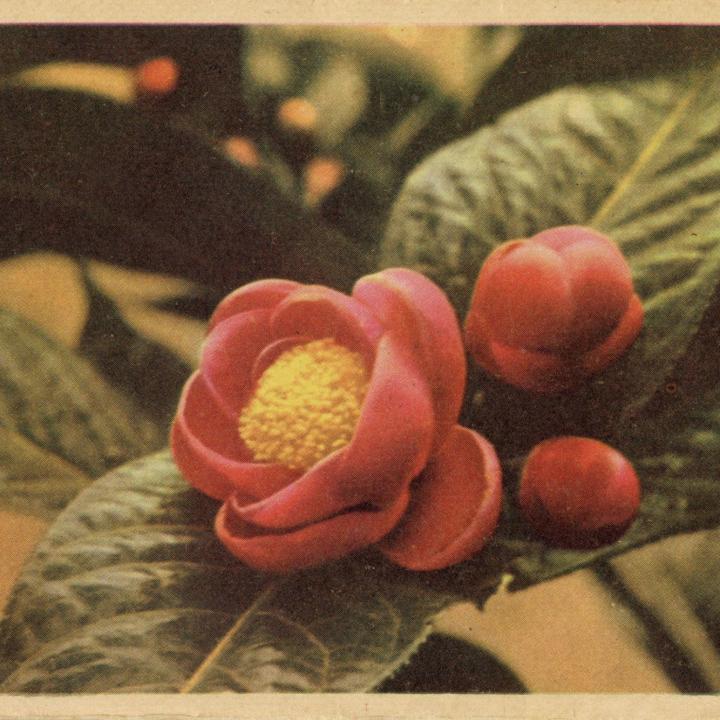 Primary Image of Two North Vietnamese Propaganda Leaflets for American Soldiers